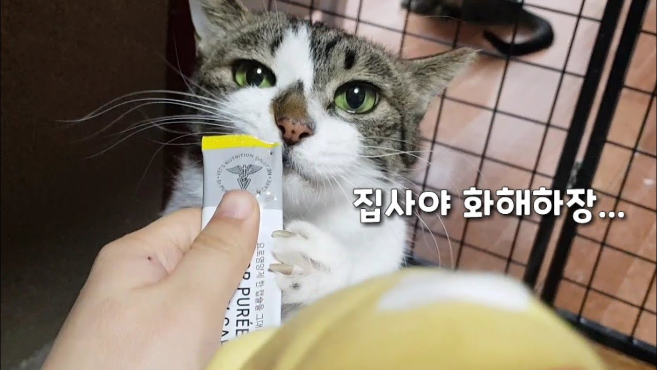 참다참다 삐져버렸더니 고양이가 화해를 요청했어요ㅋㅋ