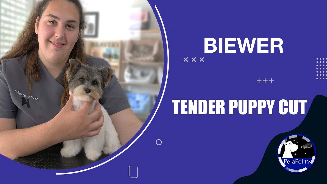 PELUQUERÍA CANINA corte cachorro  para Biewer Terrier con María Nieto