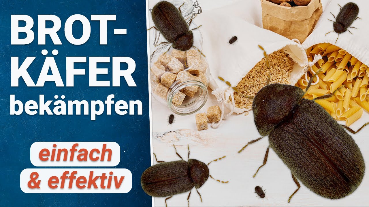 Brotk&auml;fer bek&auml;mpfen 👉 So wirst du sie ganz einfach los!