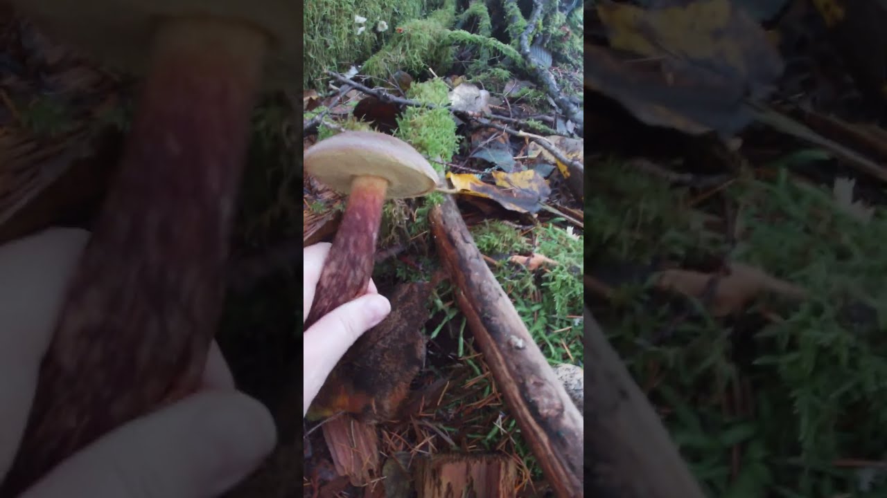 🍄🌿Admirable Bolete #mushrooms #shorts #grzyby #hongos #버섯 #huby #champignons #svamp #гриби #jamur #菇