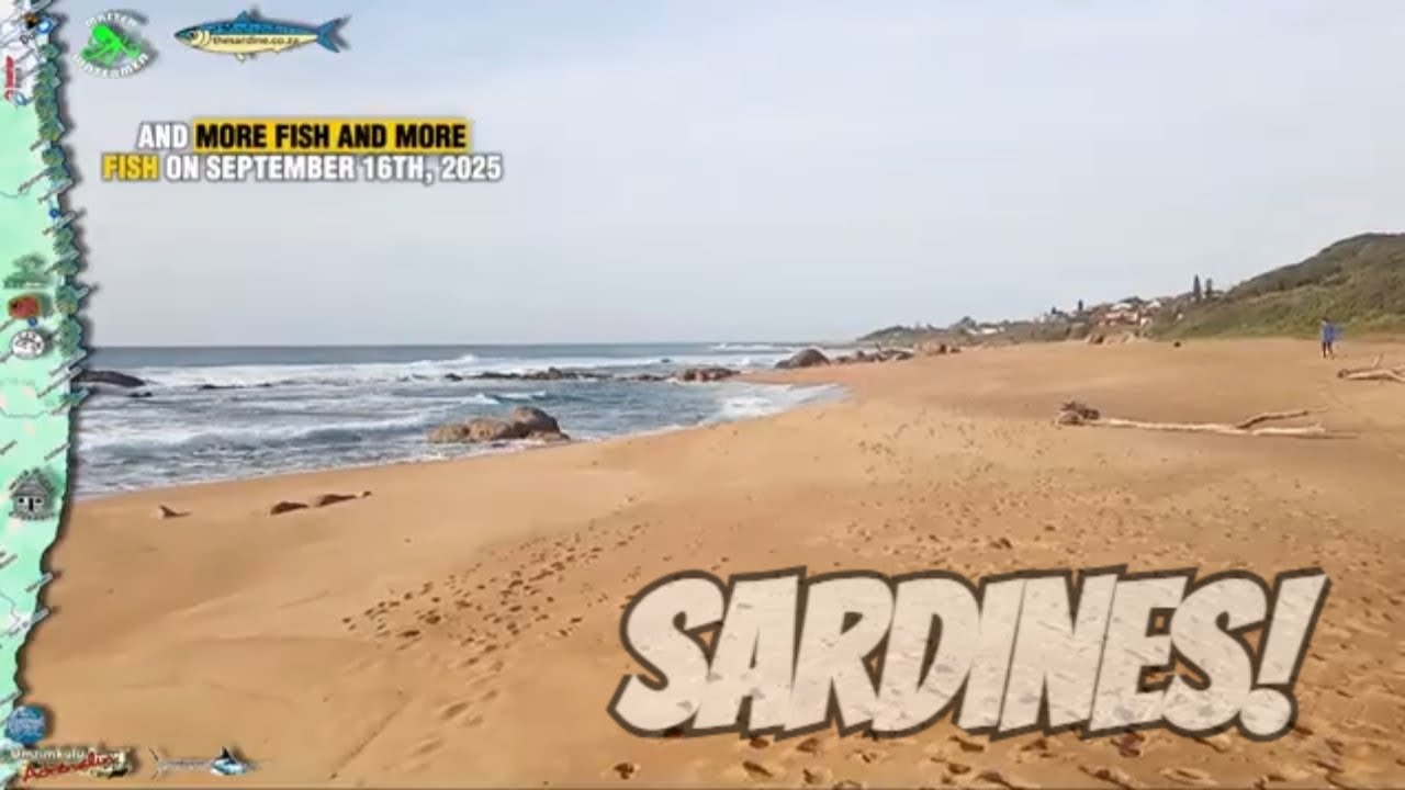 SARDINES at Anerley and Port Shepstone PLUS Bridge Kulu Update #kzn #ocean #conditions #report