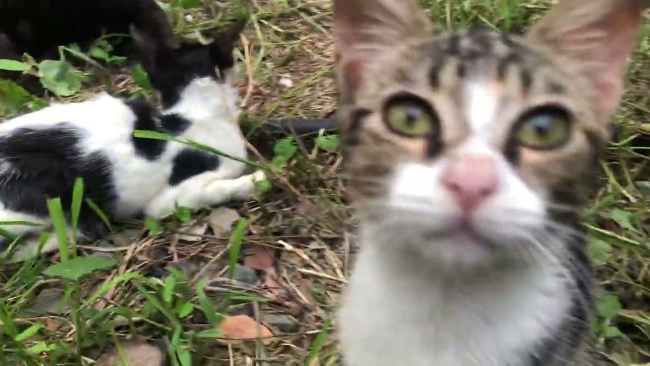 Cutest Cat Kisses Ever 🐱💕”