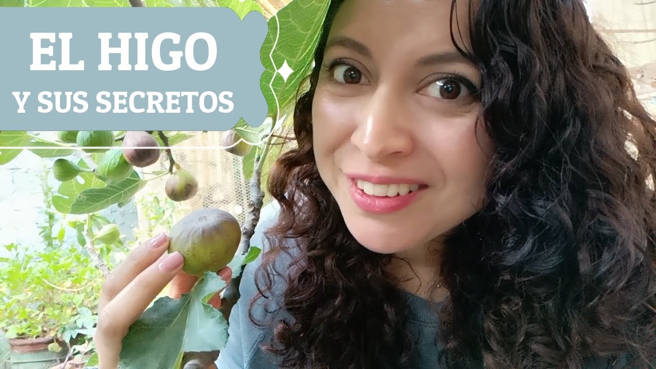 Gu&iacute;a para tener un &Aacute;RBOL DE HIGO: caracter&iacute;sticas, beneficios, secretos y cuidados de la higuera.