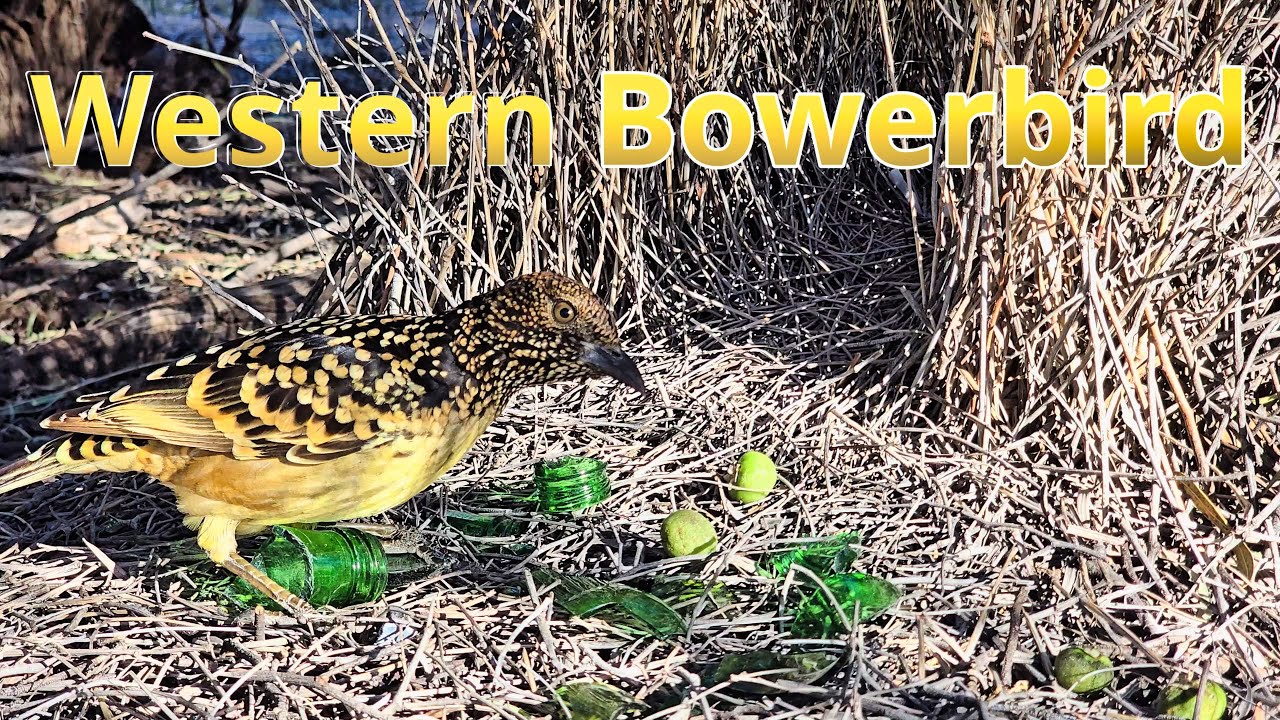 The Obsessive Artist of the Outback: Australia's Western Bowerbird