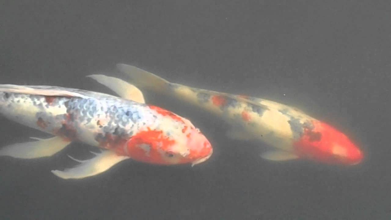 Chanticleer Gardens Koi Ponds - Wayne, PA