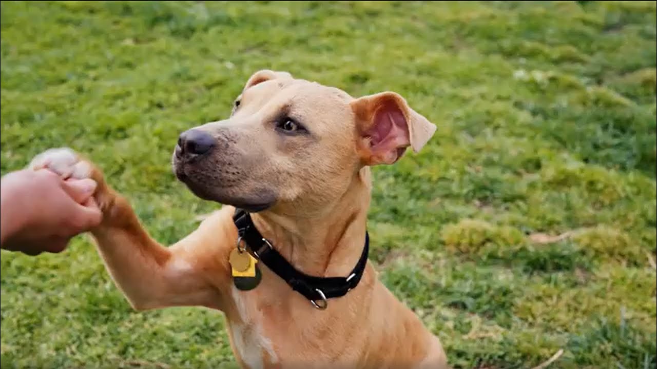 East Bay SPCA - More Than a Shelter