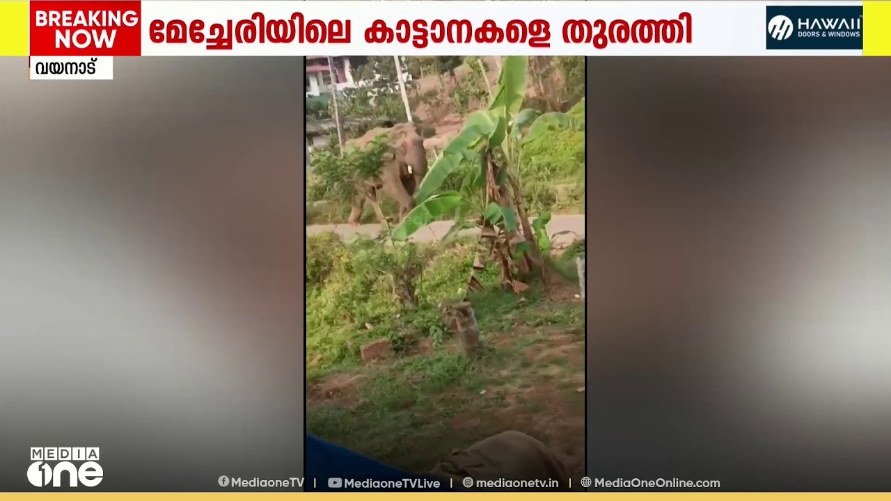പനമരം മേച്ചേരിയിൽ  ജനവാസ മേഖലയിൽ  ഇറങ്ങിയ കാട്ടാനകളെ തുരത്തി