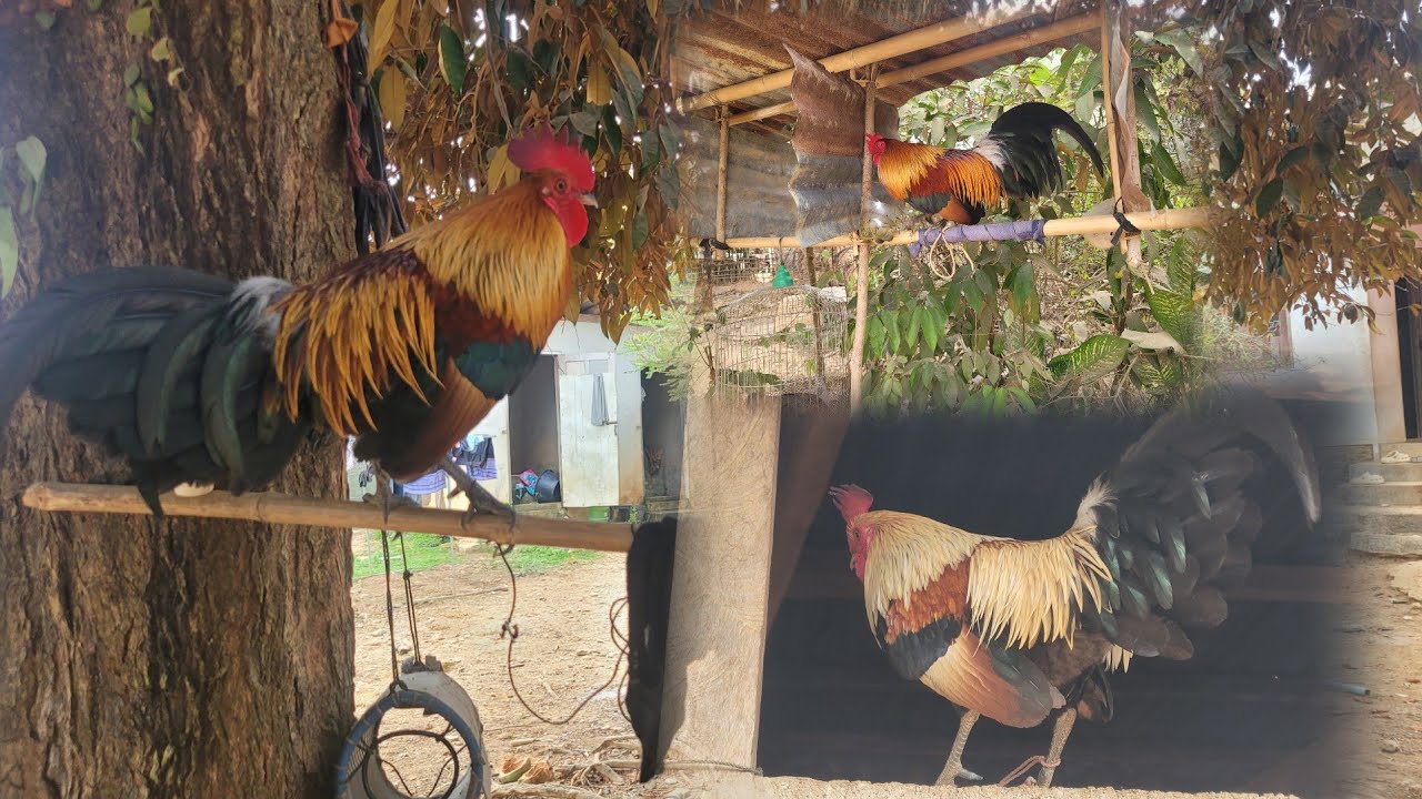 Saib qaib dib qua zoo 22.2.26
