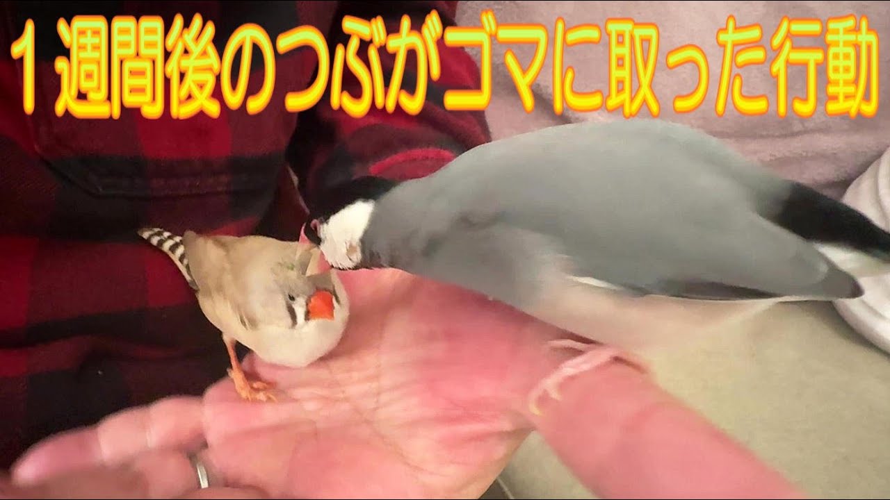 2025.03.24キンカチョウの頭を嘴で優しく手入れする文鳥 A Java sparrow gently grooming a zebra finch's head with its beak
