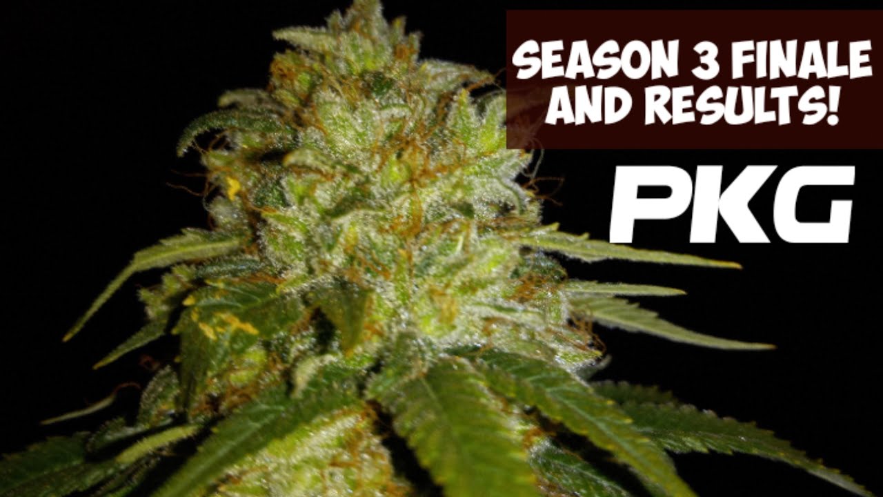 PKG 30. Season finale. Harvest results  and look at veg and flowering marijuana cannabis weed