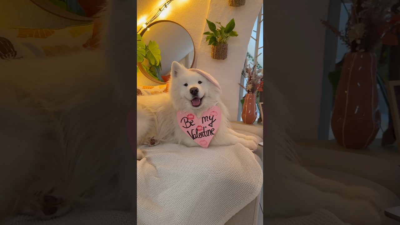 Valentines Day Prank from my dog 🐶 