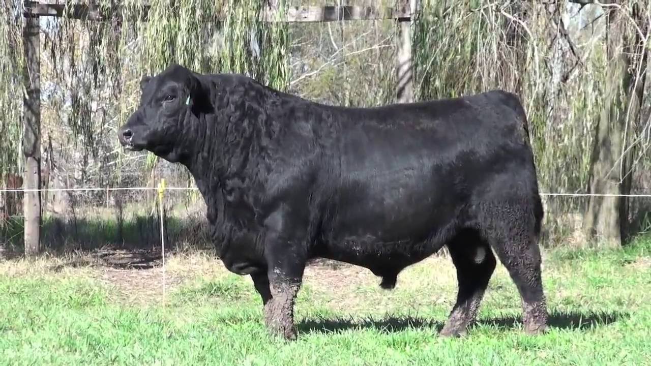 Toros Pedigree Angus (Negros y Colorados) y P. Hereford.