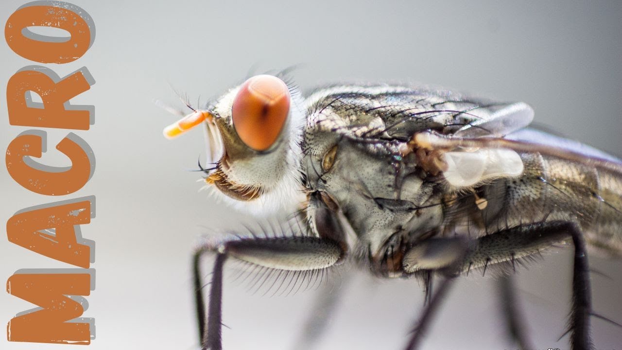 🔴📷 Precisa de lente Macro para Macrofotografia?
