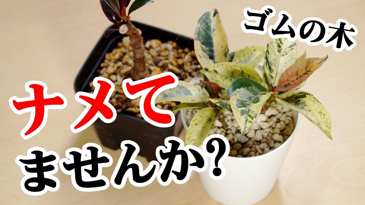 この観葉植物の中に”お宝”がいます【ゴムの木・フィカス】