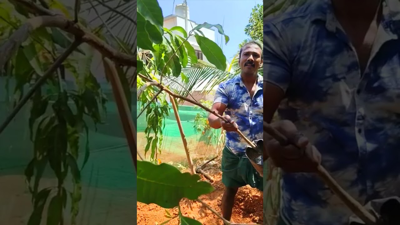 അളിയന്റെ കൃഷിത്തോട്ടം  🤣   ഇങ്ങനെ ഒരു പഴച്ചെടി വീട്ടിൽ വയ്ക്കണോ
