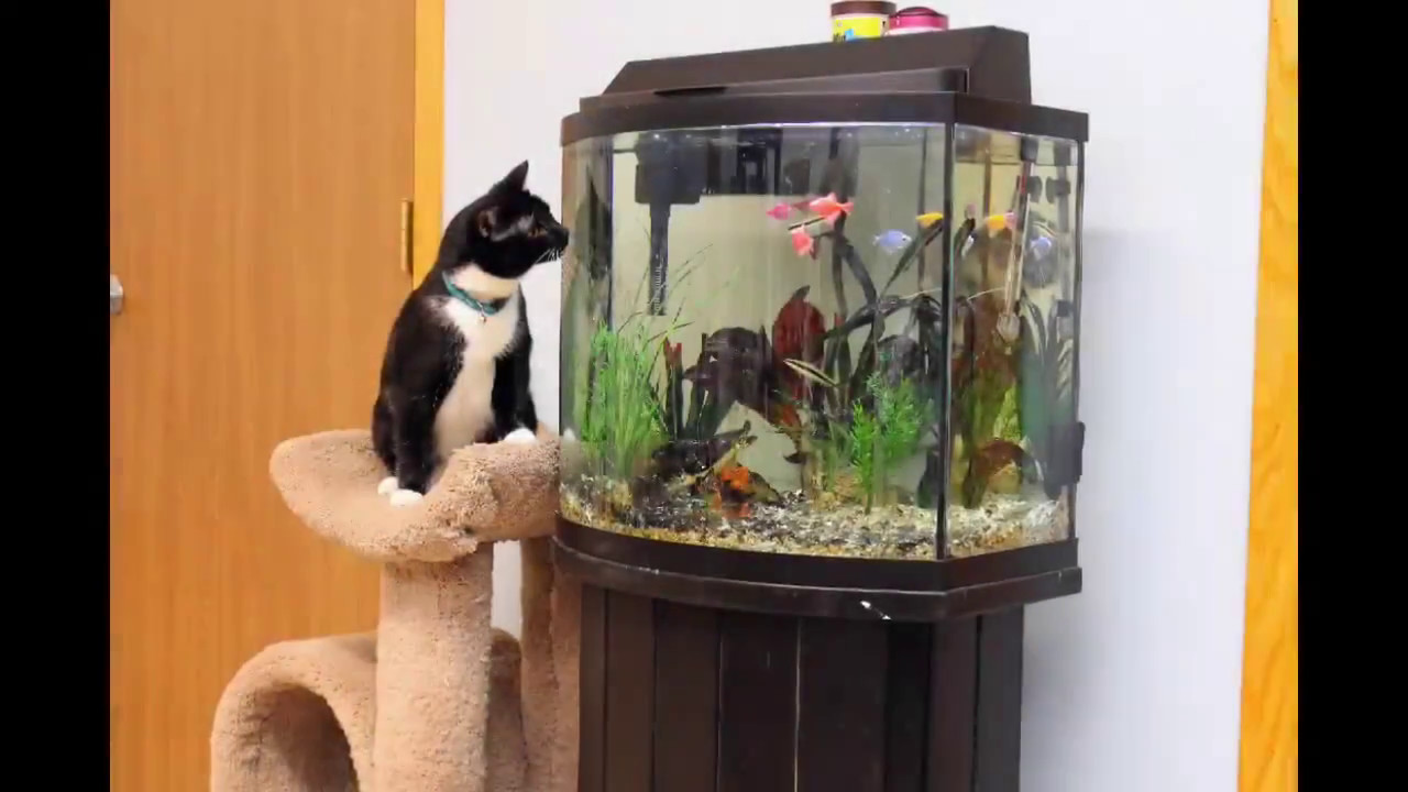 Cannon Valley Veterinary Clinic Cat Condo Boarding Northfield, Minnesota