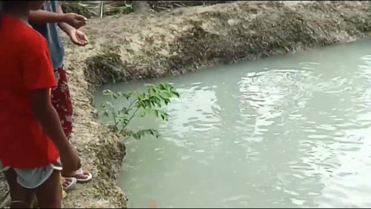 Nagpakain ako sa aming isdang tilapya guys sa maliit naming fishpond libre na ang pang-ulam nami..