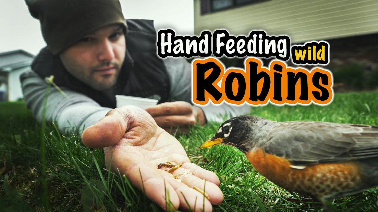 Hand Feeding Wild Robins