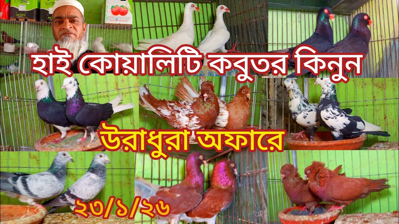 হাই কোয়ালিটি কবুতর কিনুন ডিম্বাচা গ্যারান্টি সহকারে 