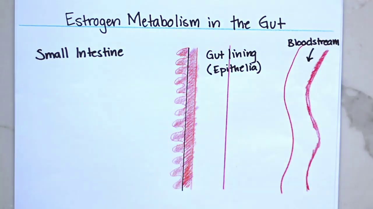 Hormones and the Gut –How they are Connected.