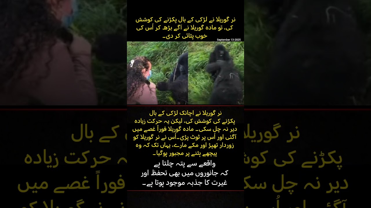 Female Gorilla Saves Girl from Male Gorilla Attack | Shocking Moment
