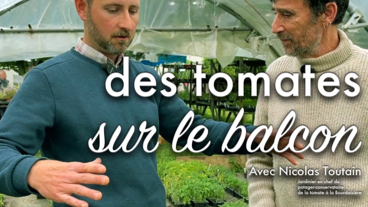 Tomates en pot sur terrasse ou balcon : comment faire ?