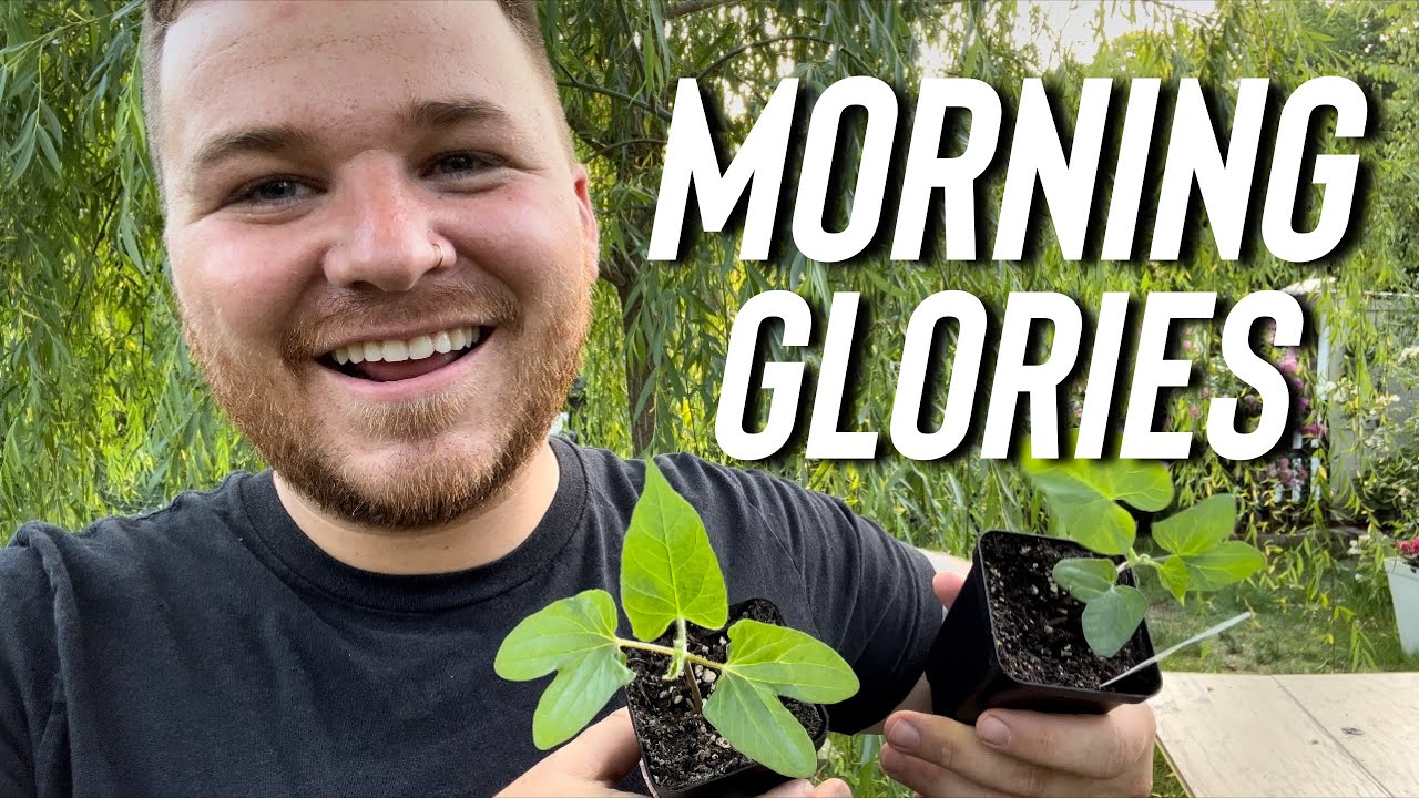 Are morning glories really invasive?! 😱 Why I grow them!
