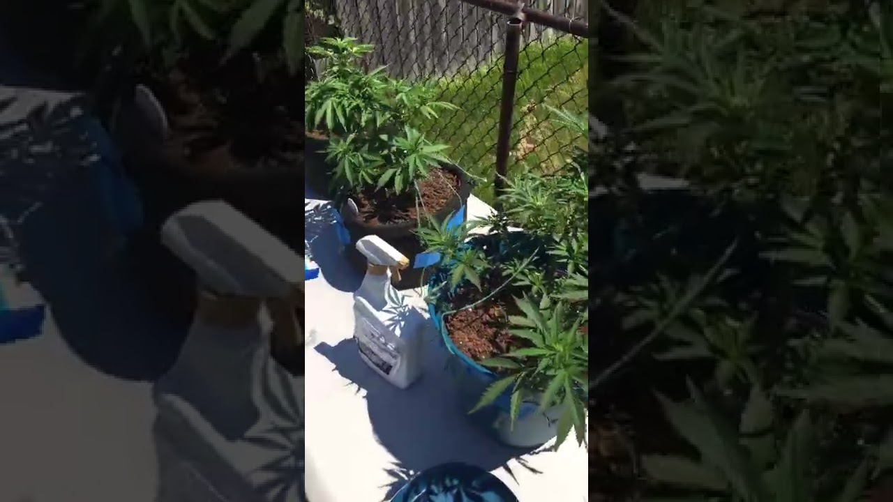 Outdoor autoflower garden
