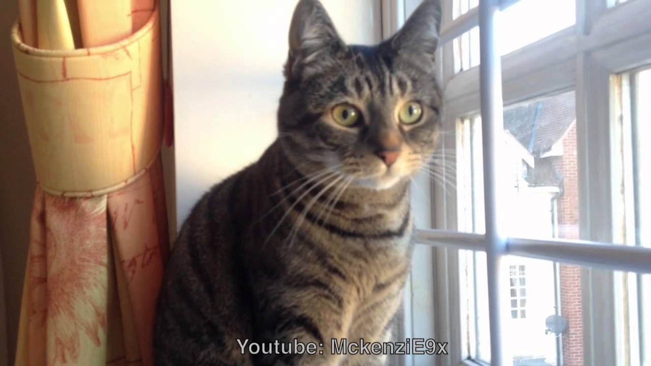 Pringles the Cat sweetly, chattering away to the birds outside!