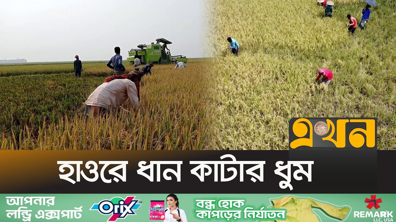 বৃষ্টির আভাসে আধাপাঁকা ধান কেটে ফেলছেন চাষিরা | Agriculture News | Paddy | Ekhon TV