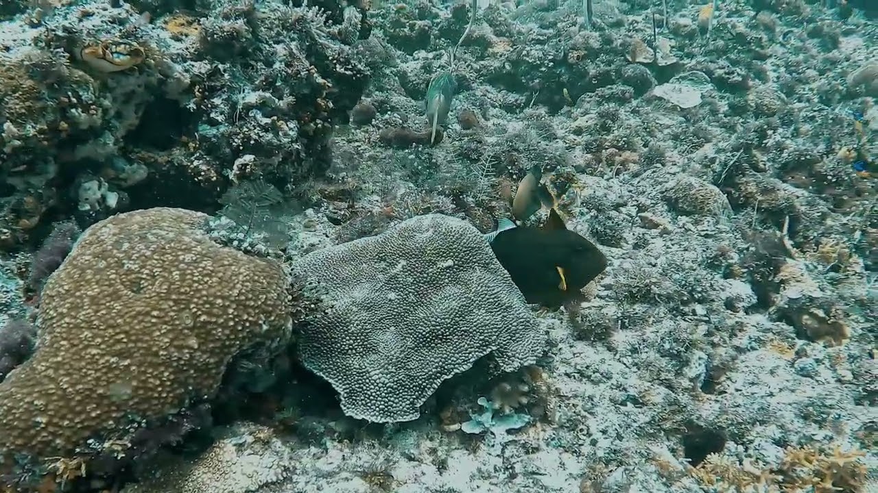 Raja Ampat   Chapter 2