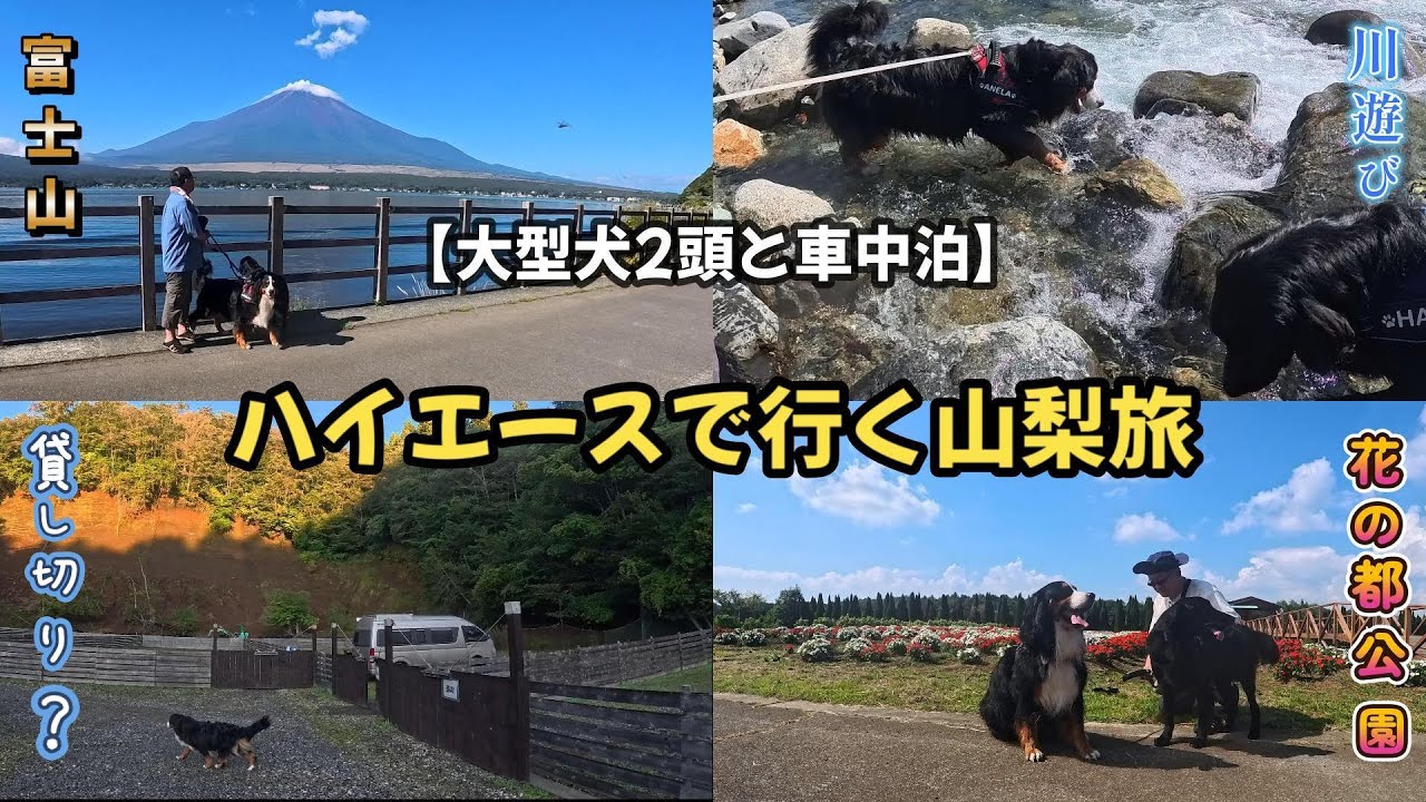 わんこと山梨旅。観光客に撫でて貰ったり…貸し切り？キャンプ場で車中泊したりの盛り沢山！後編