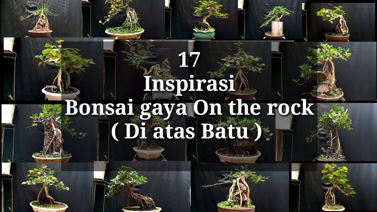 INSPIRASI BONSAI ON THE ROCK / Di atas batu