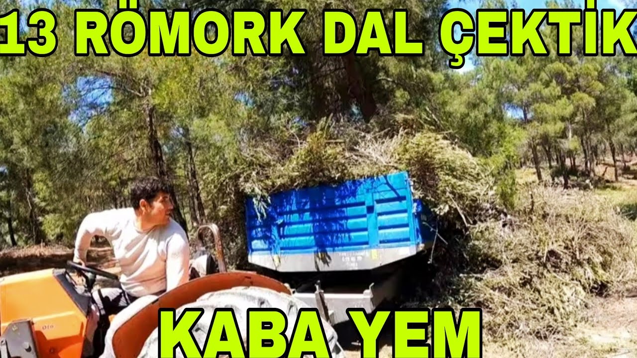 BÜTÜN AİLE İŞ BAŞINDA~13 RÖMORK KOYUNLAR İÇİN ZEYTİN DALI ÇEKTİK~KOYUNLARA KABA YEM.