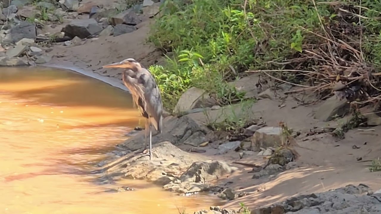 Great Blue Heron Documentary (short)