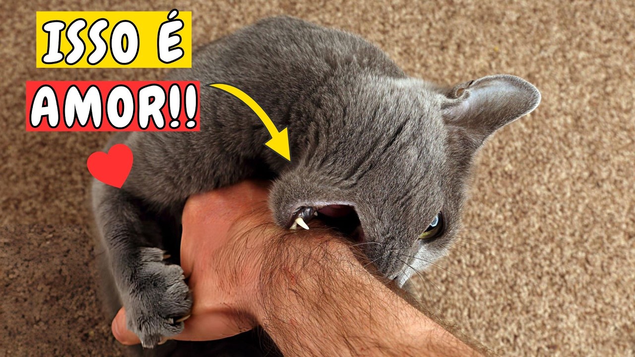 6 coisas que seu GATO só faz quando te AMA de verdade