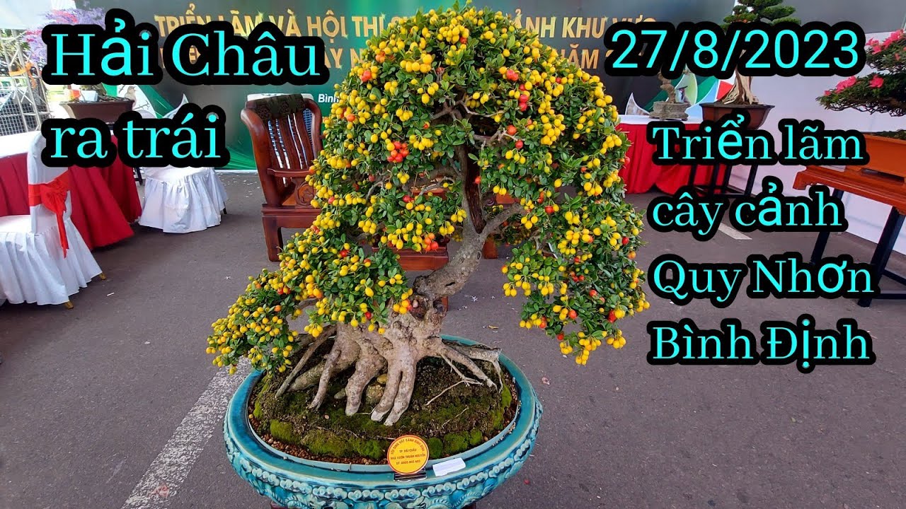 Hải Châu ra trái  Triển lãm cây cảnh Quy Nhơn, Bình Định 2023