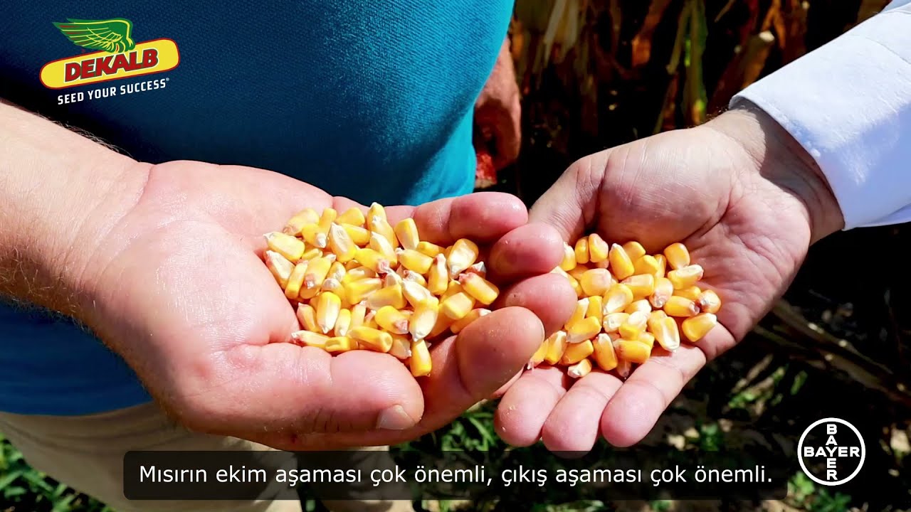 DEKALB Eken Kazanıyor - DKC6492, DKC6897, DKC6664 ve DKC6980 - Sakarya