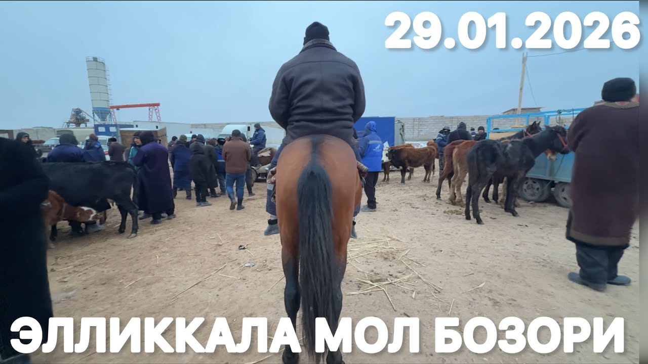 ЭЛЛИККАЛА ТУМАНИ БУСТОН МОЛ БОЗОРИ ОНА БОЛА СИГИРЛАР 