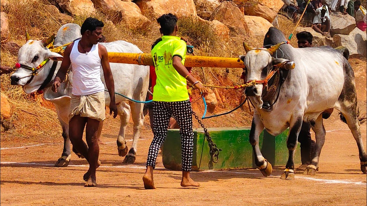 2026-యడవలి.న్వూకేటగిరి.5వ జత.బాయినేని నరేష్ చౌదరి గారు ఏదురూరు కంబైన్డ్ PG BULLS సౌభాగ్యమ్మ గారు
