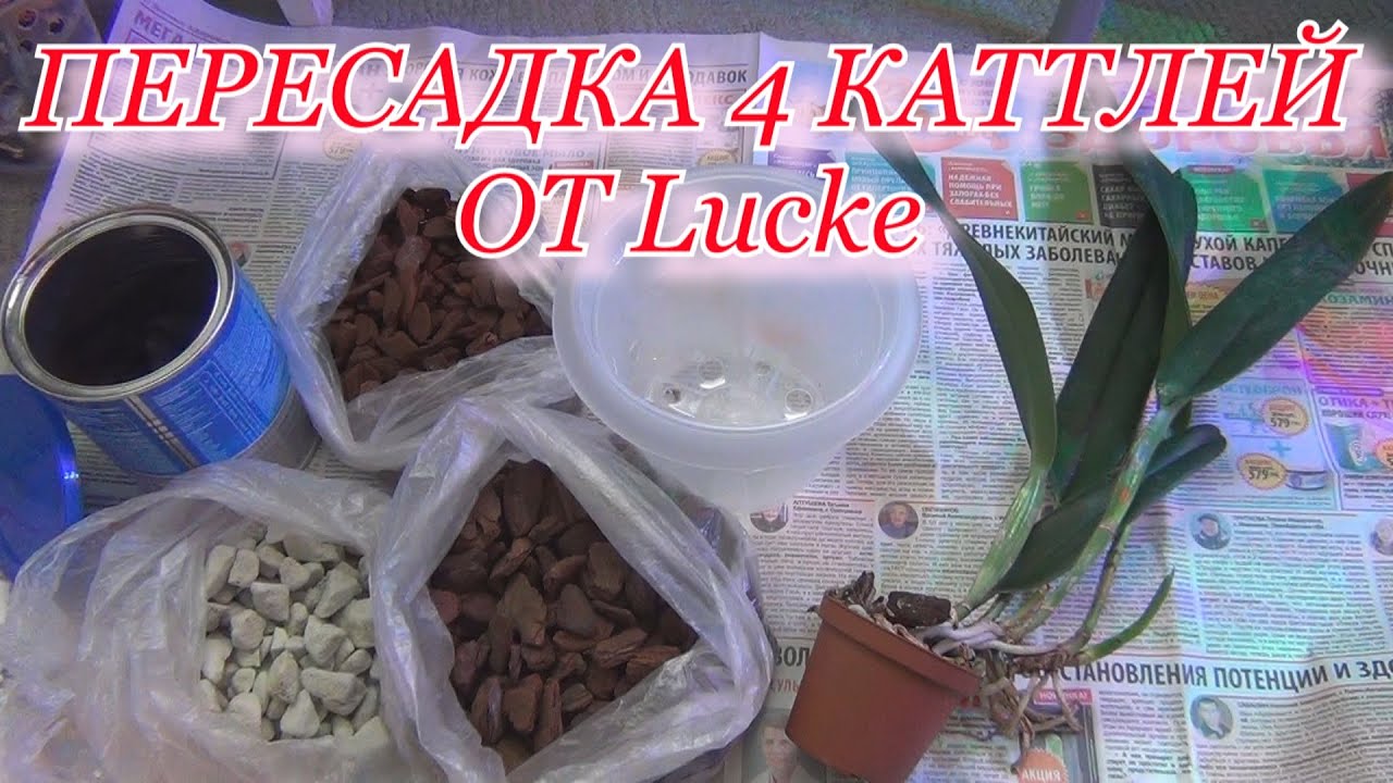 ОРХИДЕИ.Пересадка четырех каттлей от Lucke. Осмотр корней. Субстрат.
