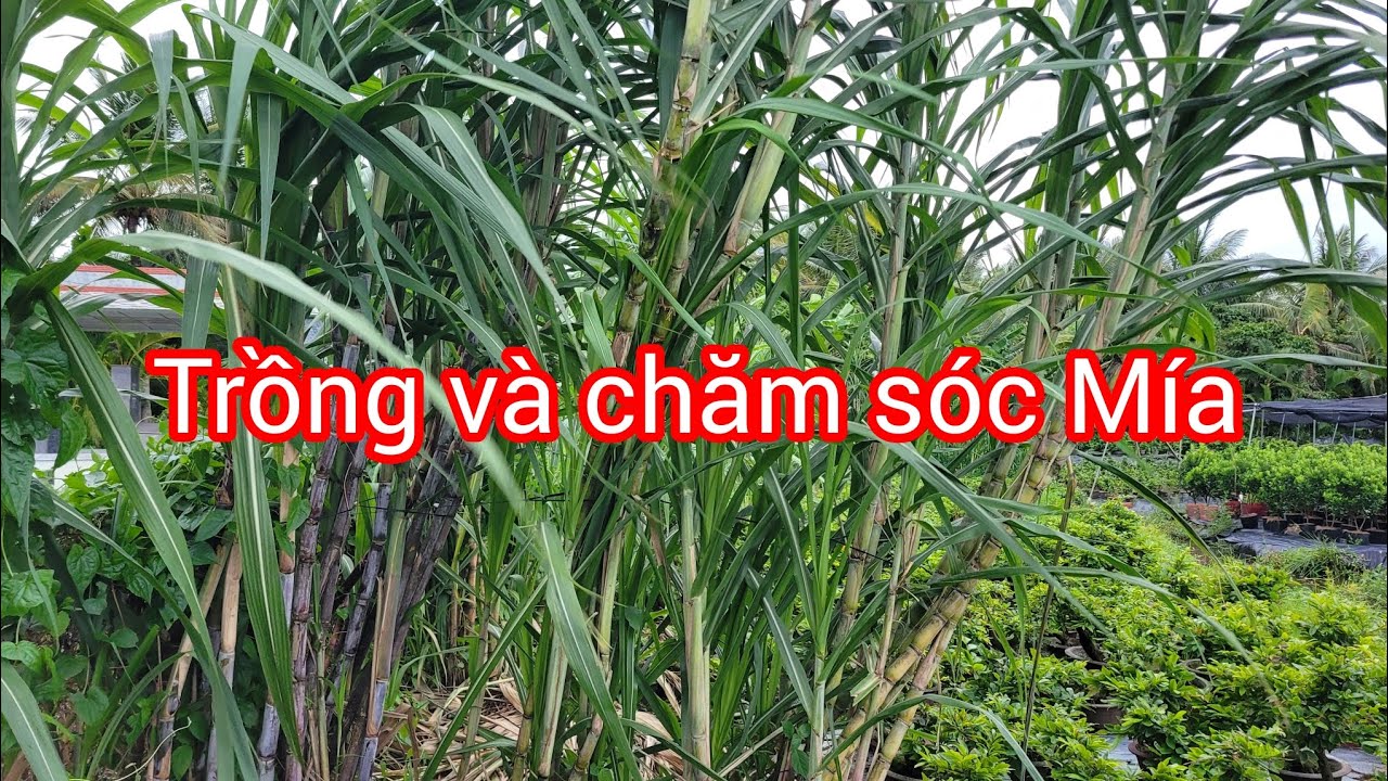 Cách trồng, chăm sóc Mía. Hình thức hoàn tiền, bán cây cho khách bên Vườn Mai Hoàng Phúc