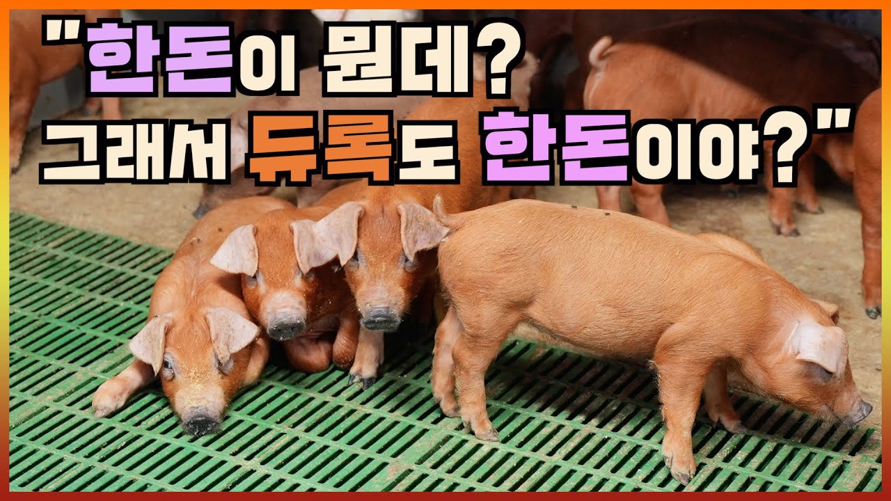 듀록도 한돈인가요? #듀록 #한돈 #돼지고기