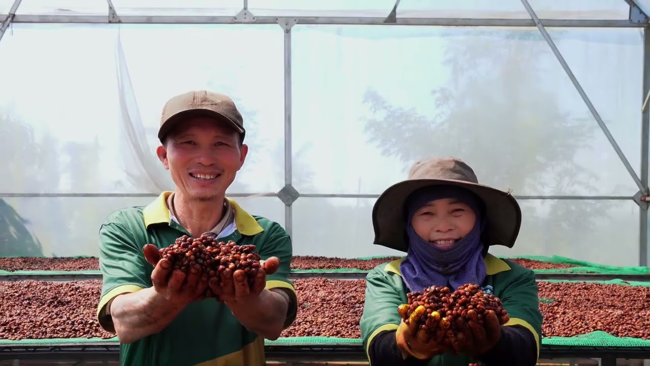 Wholesale Vietnamese Coffee Beans: A Helena Coffee Introduction (Robusta & Arabica)