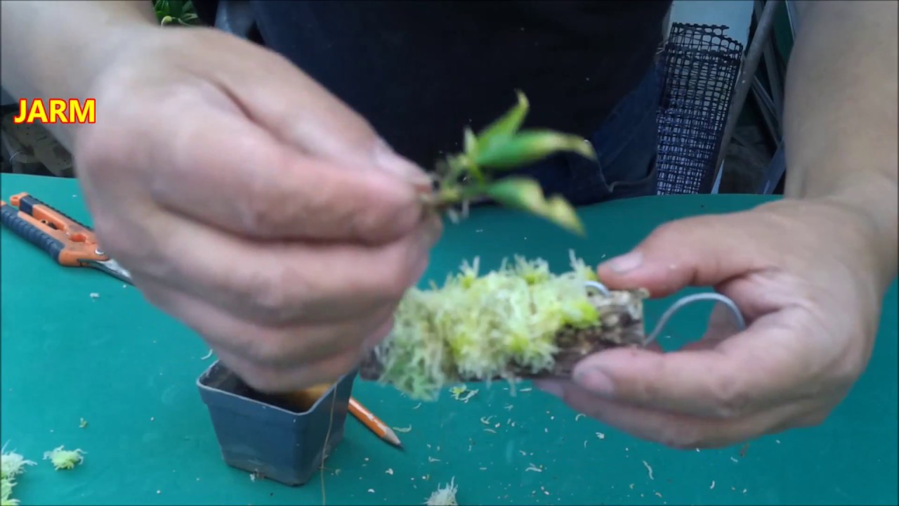 Como cultivar una orquídea miniatura en tronco