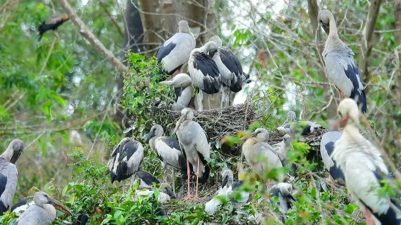 Bird Sanctuary Preserving Habitat, Harmony, and Hope for Feathered Species 00144