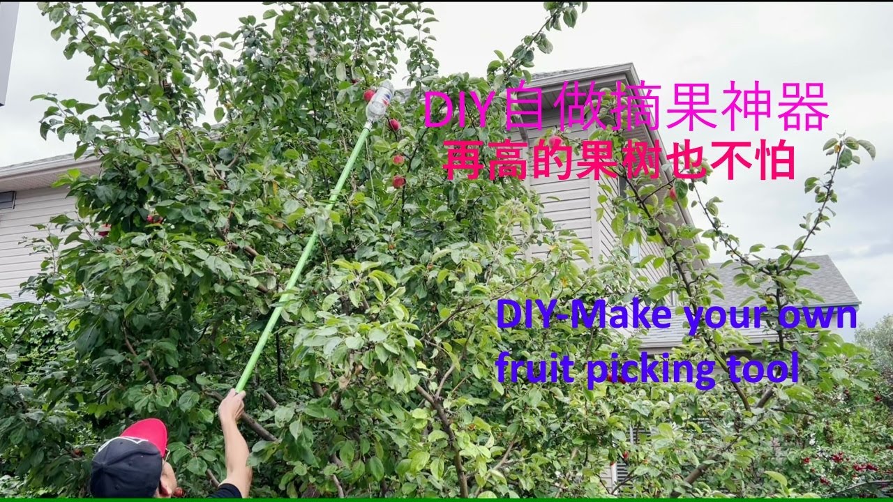 DIY-自做摘果神器，有了它，轻松摘果，果树再高也不怕了/With this fruit picking tool, you can easily pick fruits
