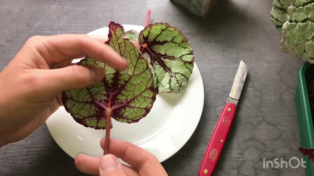 How to take Begonia cuttings