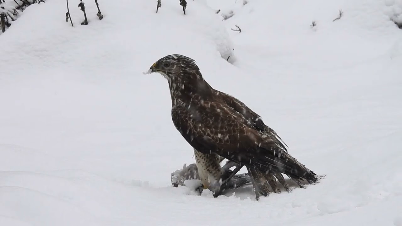 Myszoł&oacute;w / Common buzzard / Buteo buteo