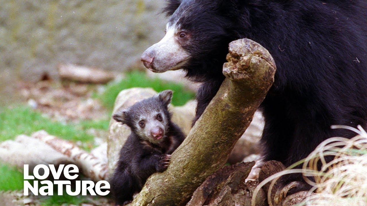 Mother Sloth Bear Teaches Cubs to Hunt for Termites | Love Nature